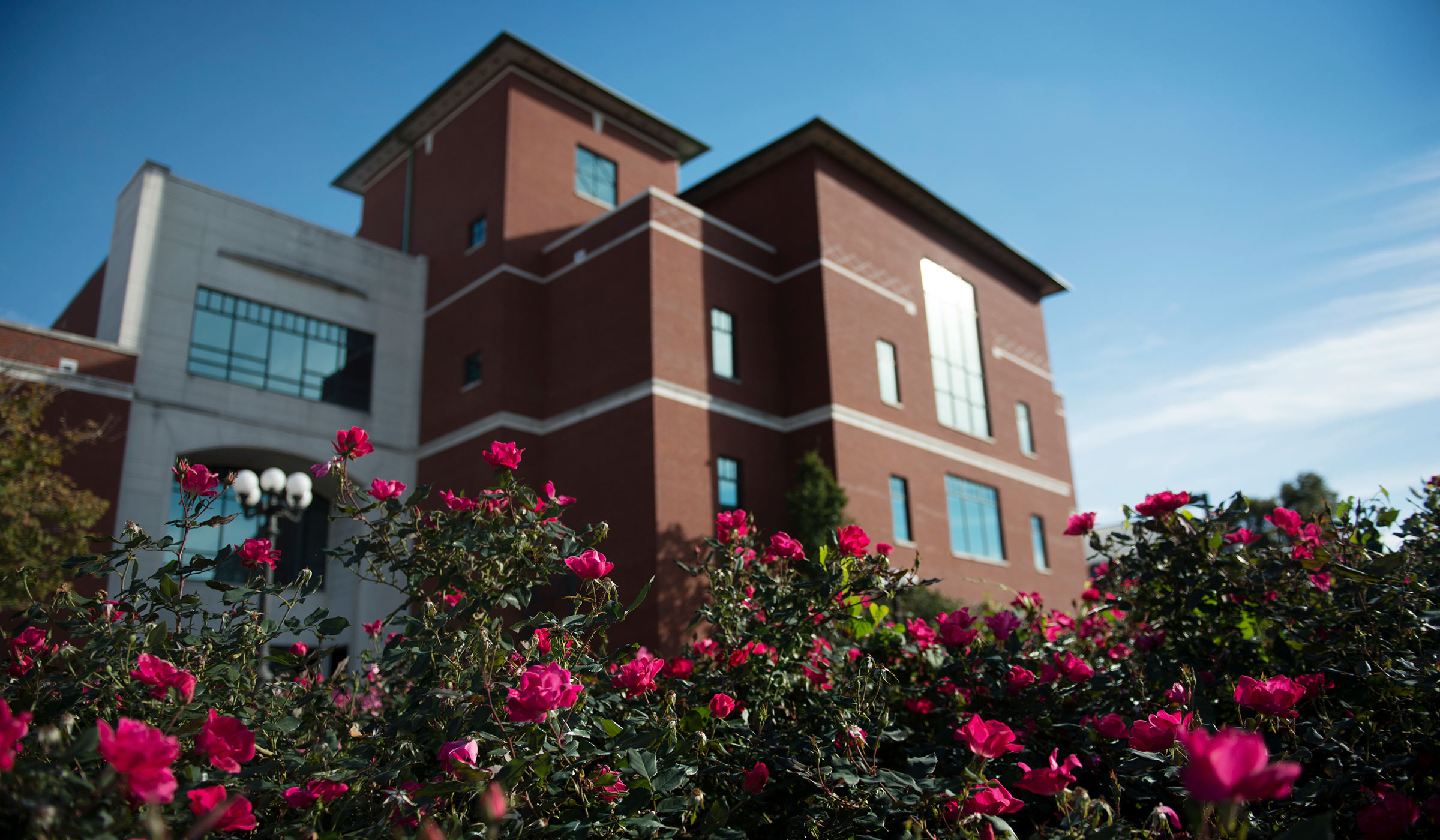 With red roses blooming in the foreground, Mitchell Memorial Library&#039;s facade catches the afternoon sunlight.