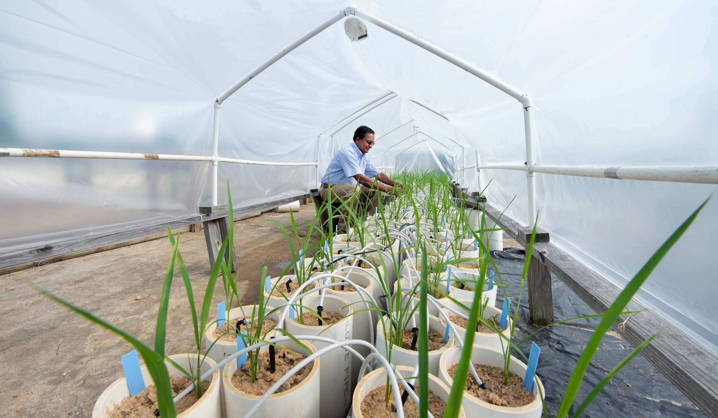 Plant and Soil Sciences Raja Reddy checks out the progress of his rice research in the controlled conditions of a greenhouse.