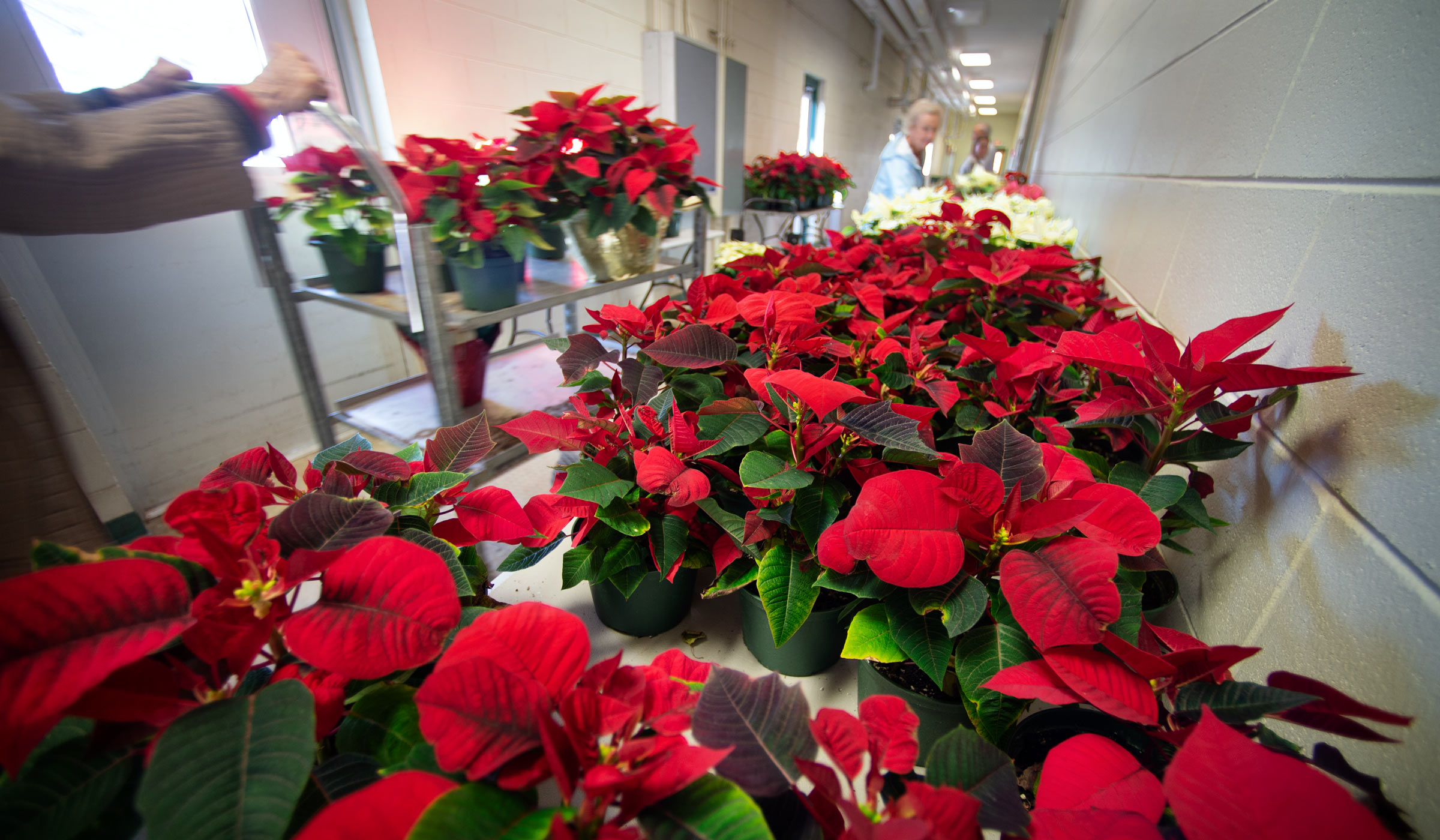 Poinsettia plants fill tables lining the hallway of the Dorman Greenhouses, with more being pushed by in a cart down the hall.