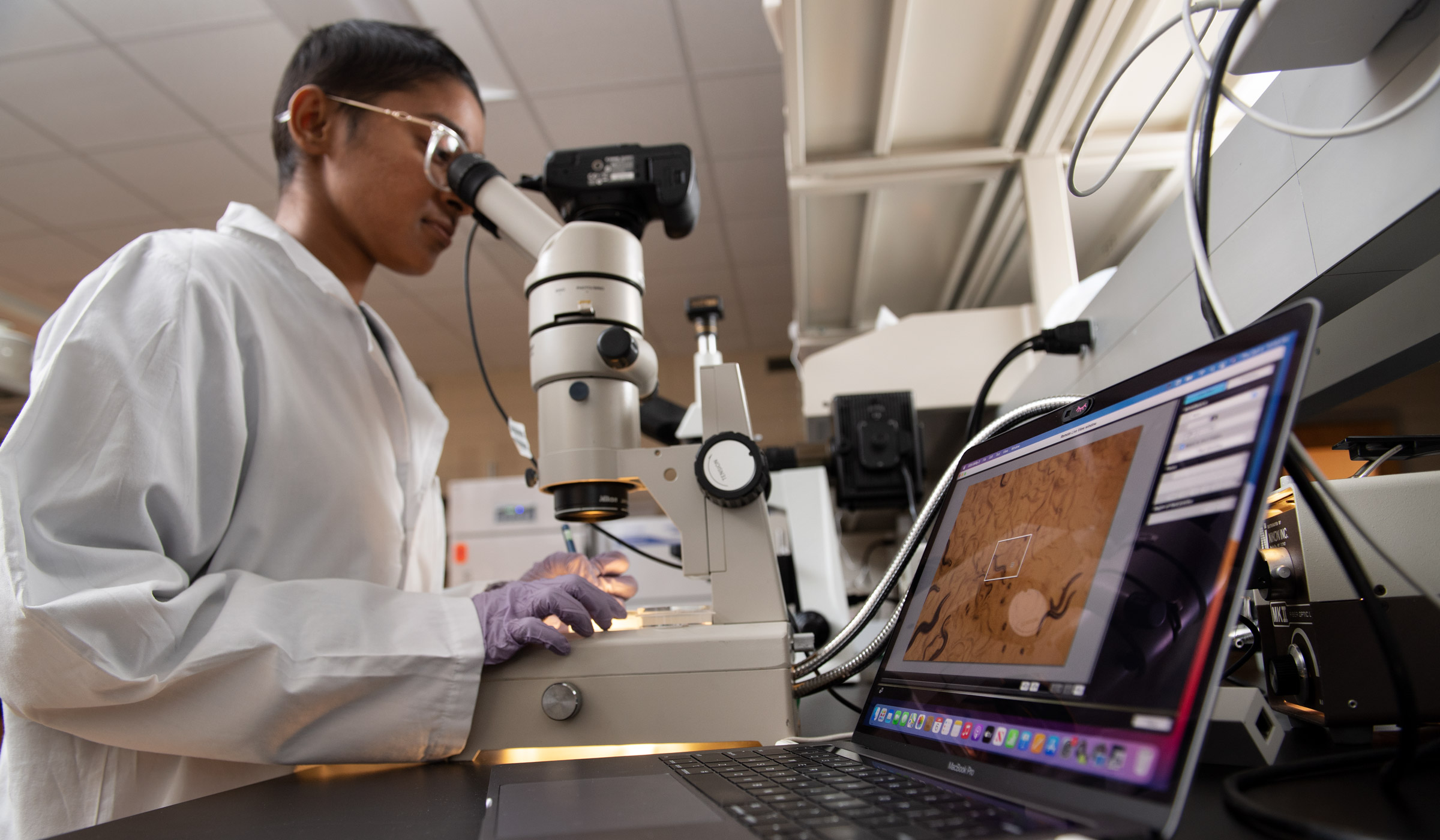 Graduate student Dharani Matharage looks into a microscope in a lab, with the nematodes she&#039;s looking at on the screen of a laptop in the foreground.