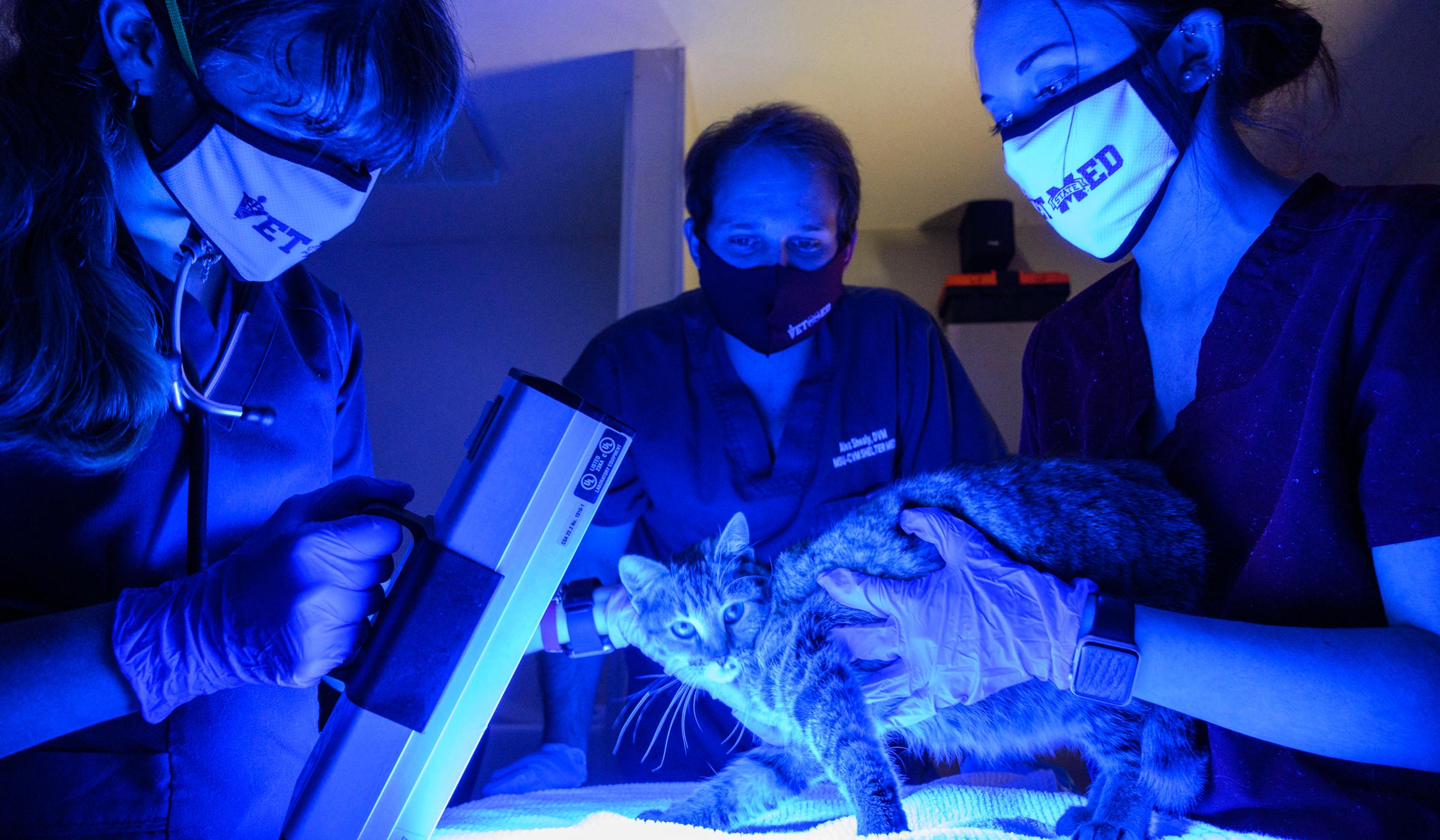 Glowing blue infrared light illuminates a shelter cat on the examination table, with three masked Veterinary staff and students surrounding the table. 