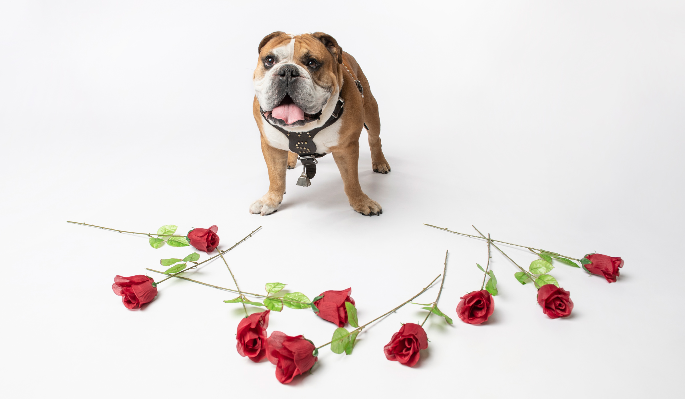 Bully XXI - Jak - looks up at the camera on a white studio backdrop, surrounded by a circle of red roses.