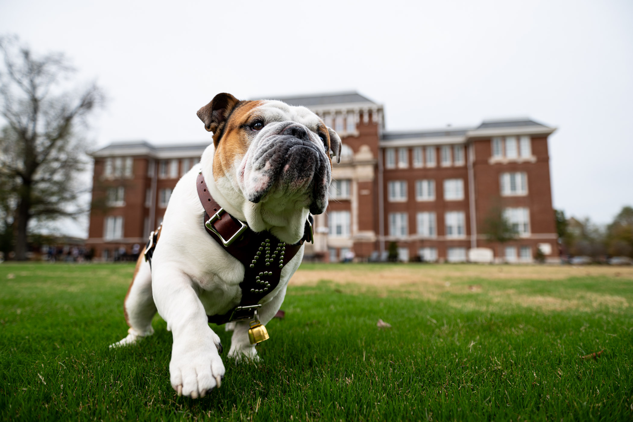 Dak, MSU&#039;s live Bully mascot crosses the Drill Field