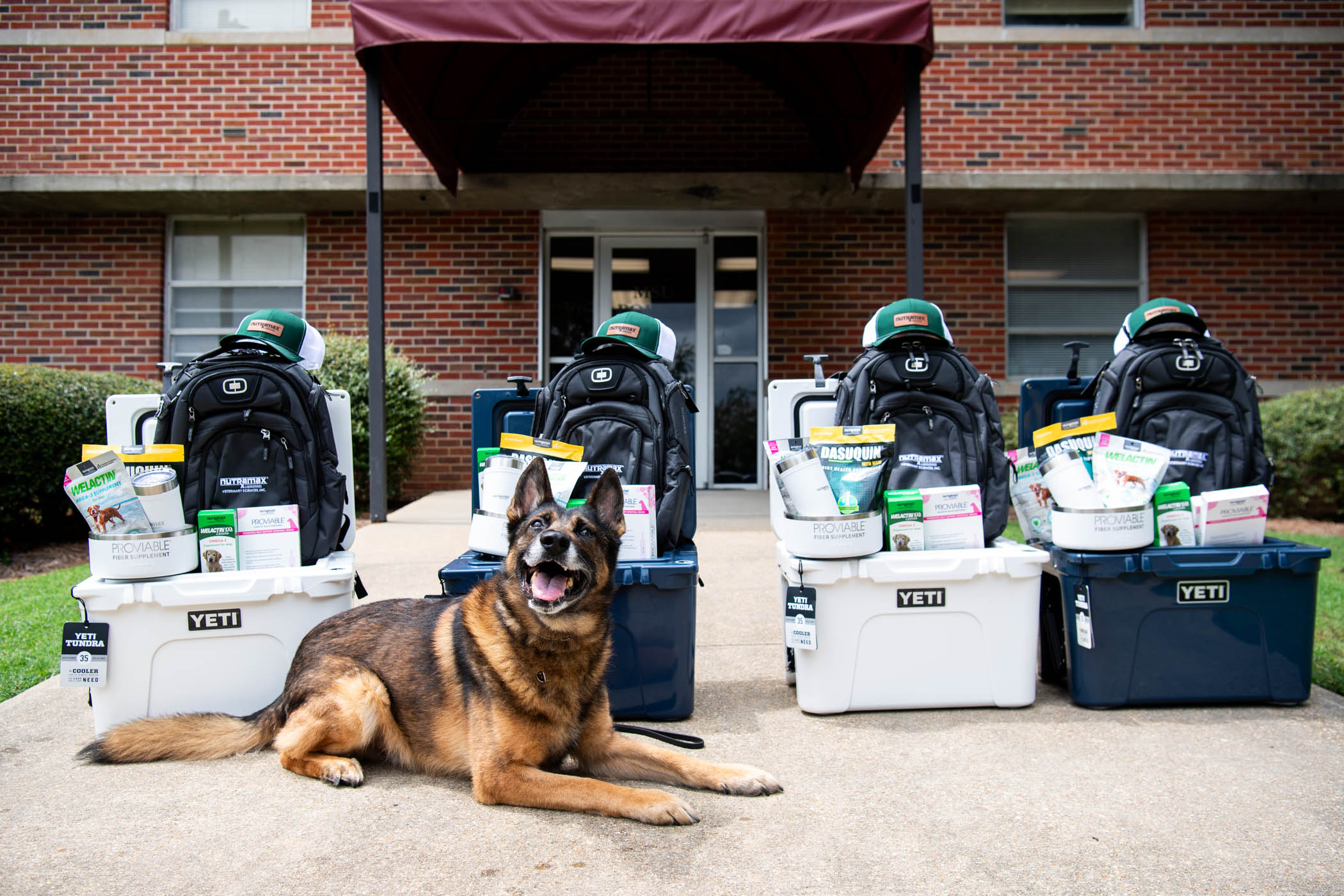 MSU PD K-9 Miguel poses with donated supplements and swag courtesy of Nutramax Laboratories. Miguel and three other MSU K-9s—Bash, Bessi and Coda—assist local law enforcement agencies with explosives and narcotics detection and tracking and patrol efforts.