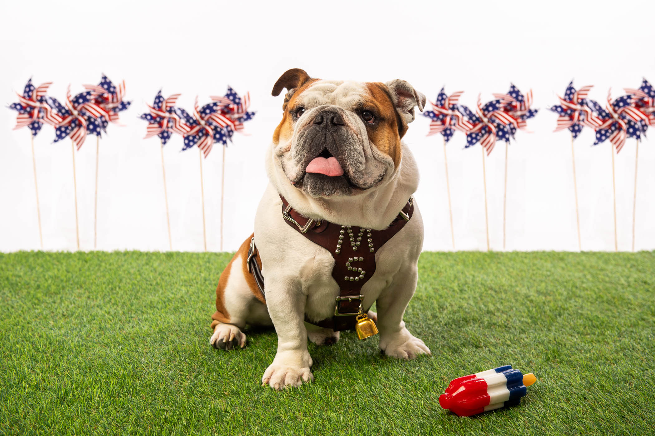 Dak, MSU&#039;s 22nd live Bully mascot, prepares for Independence Day with popsicles and pinwheels.