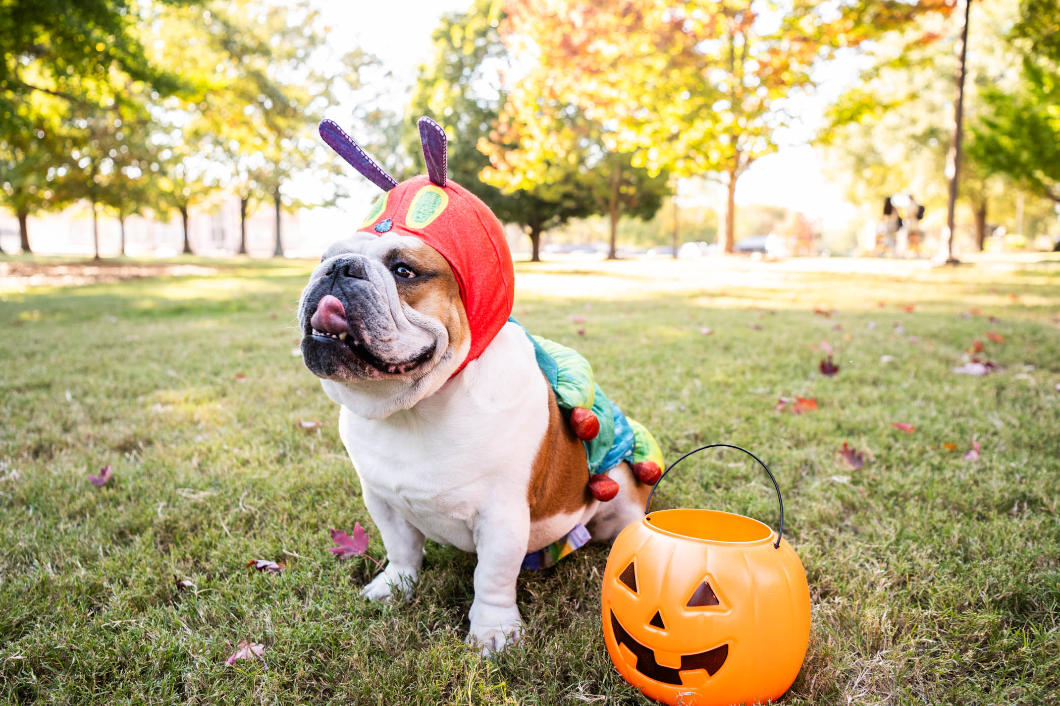 Dak, MSU's beloved live Bully XXII, wears his favorite costume to wish everyone attending in Halloween festivities a safe and "spooktacular" time with family and friends.
