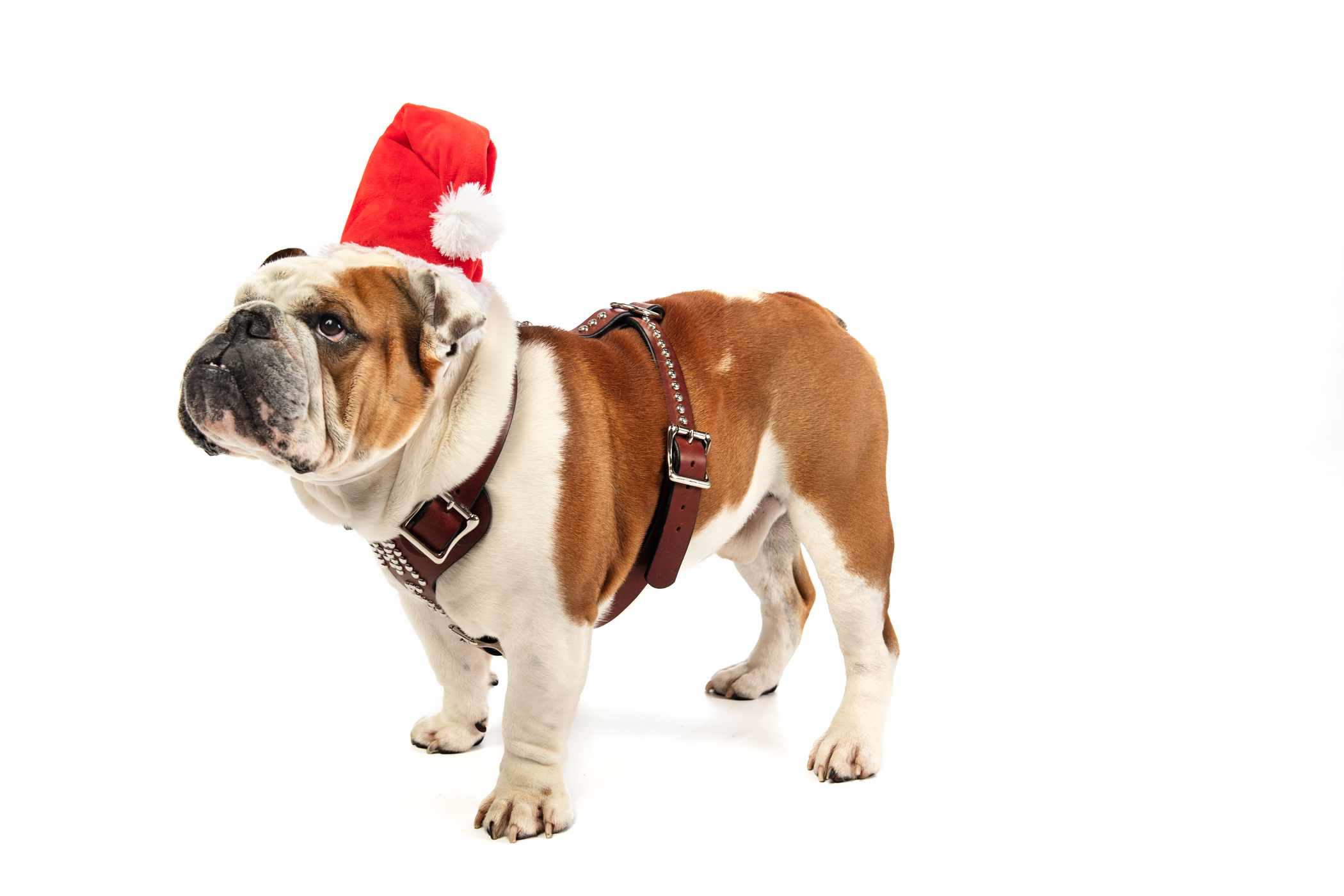 Dak, MSU's live Bully mascot, sports a Santa hat for the countdown to the most wonderful time of the year. The university will be closed for the winter holidays from Dec. 23-Jan. 1, resuming regular business hours on Jan. 2. with Spring semester classes beginning on Jan. 15 for students.