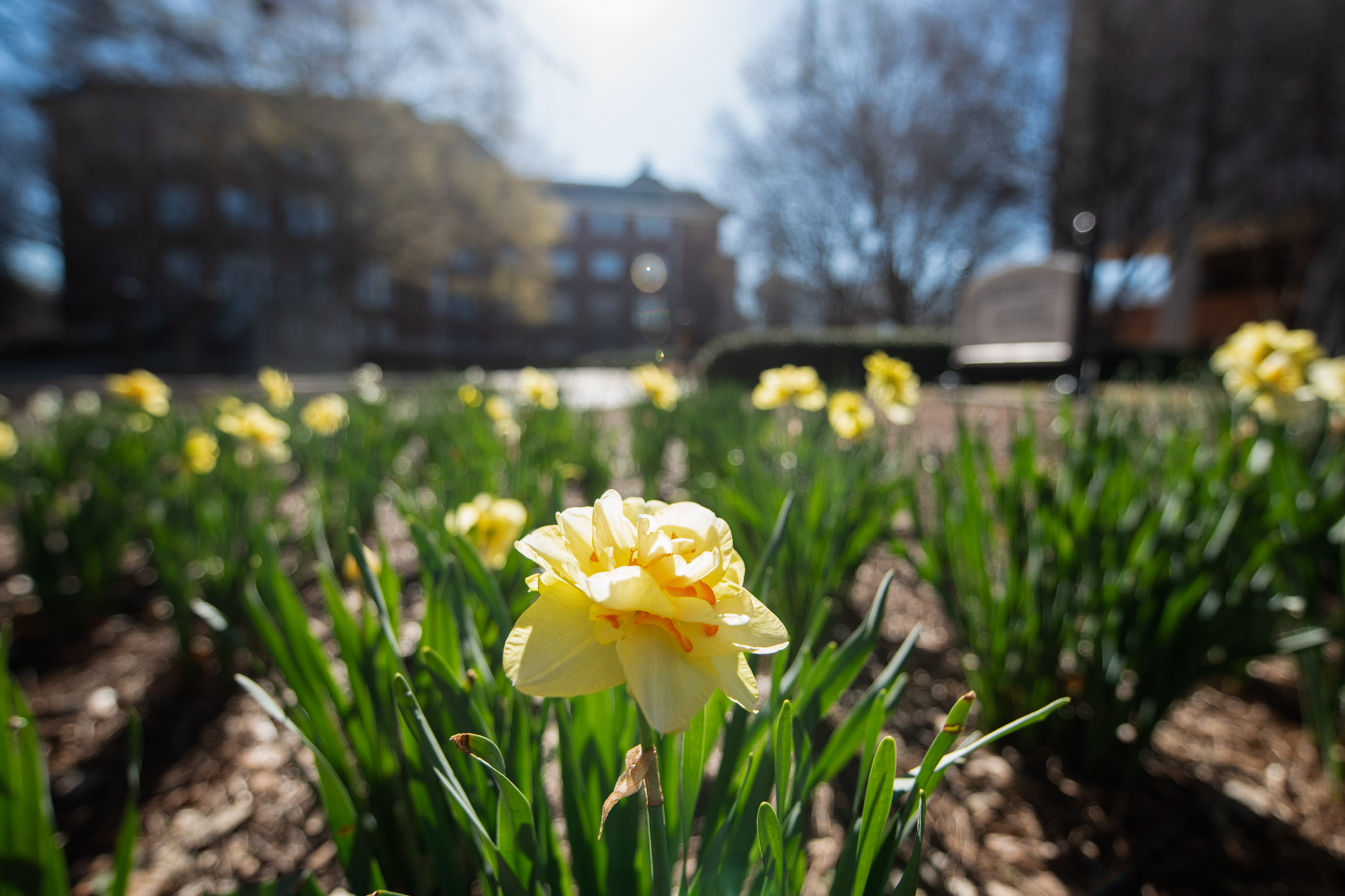 Yellow daffodils around Allen Hall enjoy morning sunlight as they begin to bloom just in time for spring. The vibrant petals stand out against the backdrop of budding trees and freshly greened grass, signaling the arrival of warmer days in Starkville