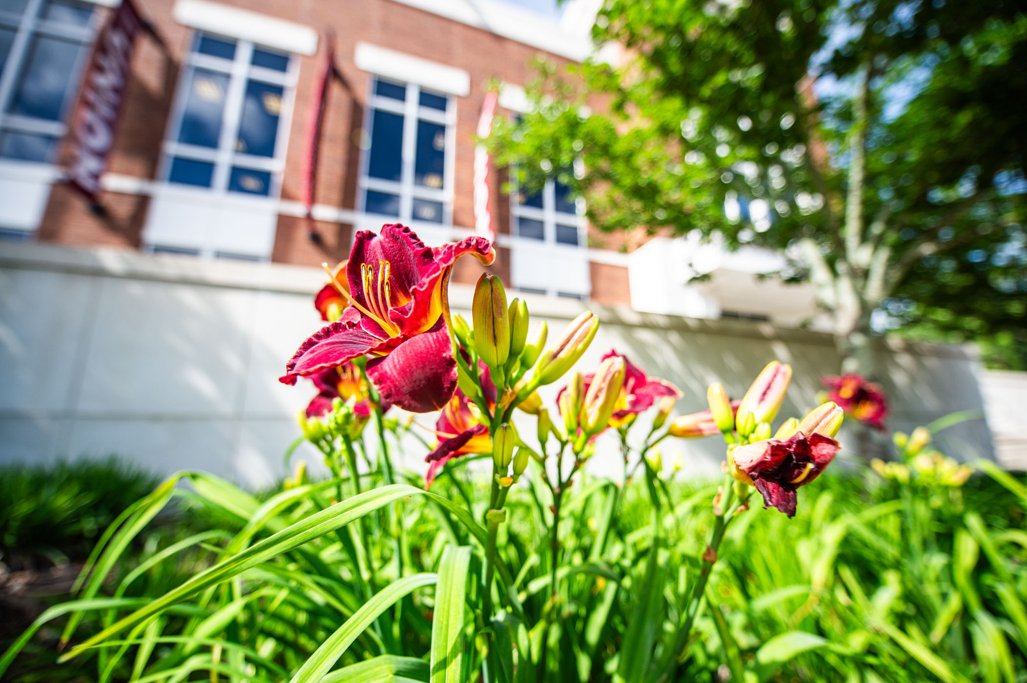 Maroon Daylilies trumpet in the warmth of bright morning sunshine along the parameters of Colvard Student Union, adding a natural pop of school-spirited color to those who pass by. However, these beautiful flowers aren't around long, earning their namesake with each bloom only lasting for a day.