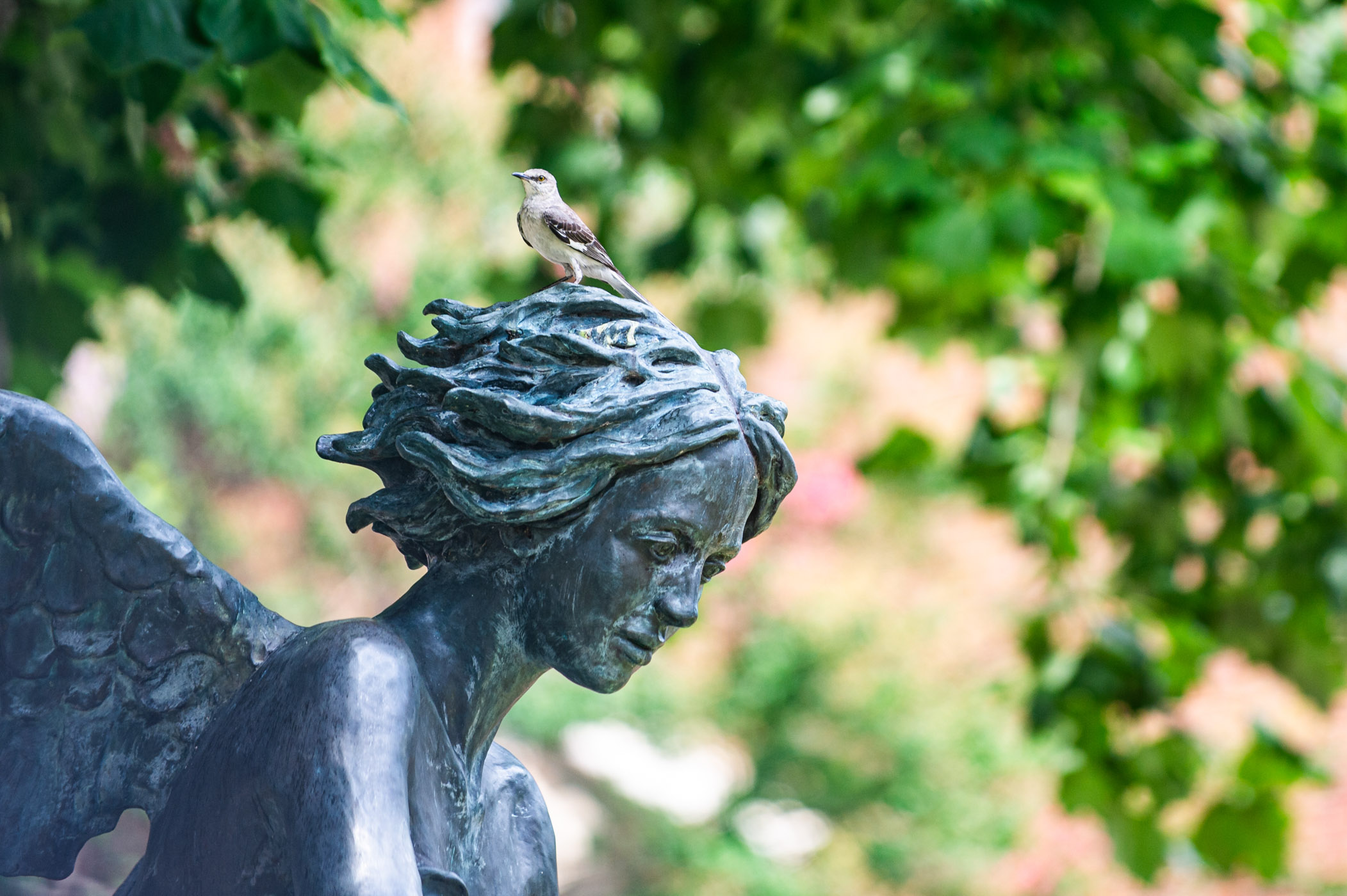 A mockingbird sits atop of the angel statue within the Chapel of Memories' garden [June 23],] taking a break before flying across campus again. The statue, often called "Campus Angel," is accredited to the work of artist  Rod Moorhead, the same artist who created "The Scholar" in front of Mitchell Memorial Library. 