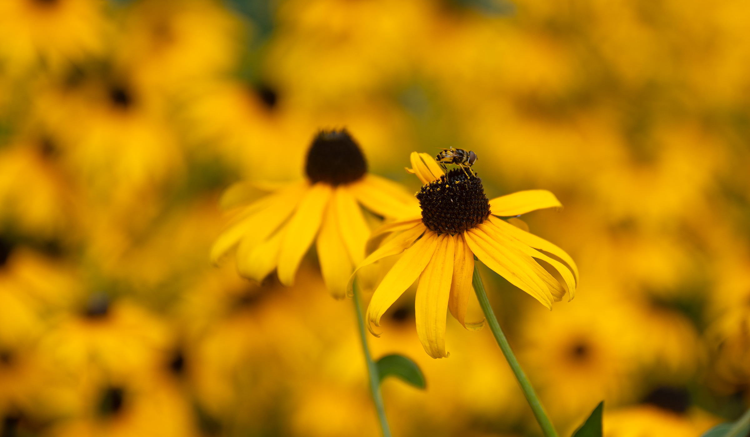 Bee pollenating a flower