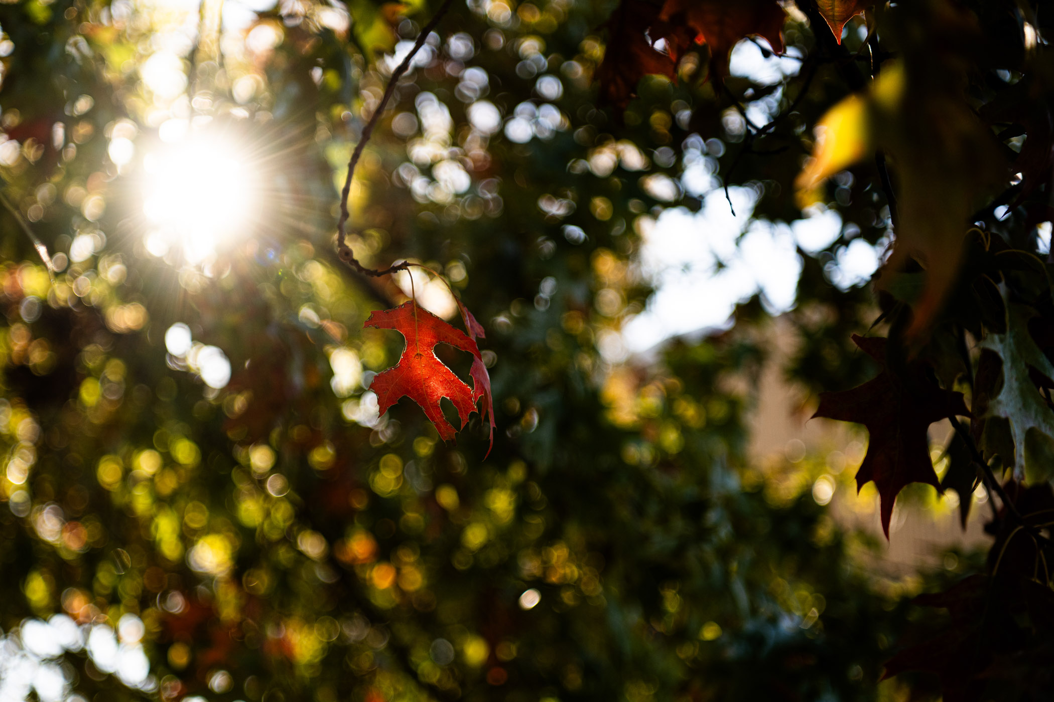 Outside Allen Hall, a red leaf glows in the afternoon sun as Mississippi State welcomes the first day of fall Monday [Sep 22]. With the season’s arrival comes favorite Bulldog traditions—homecoming, football weekends, cozier Maroon Fridays and fall festivals—bringing the campus and Starkville community together in many, many ways.