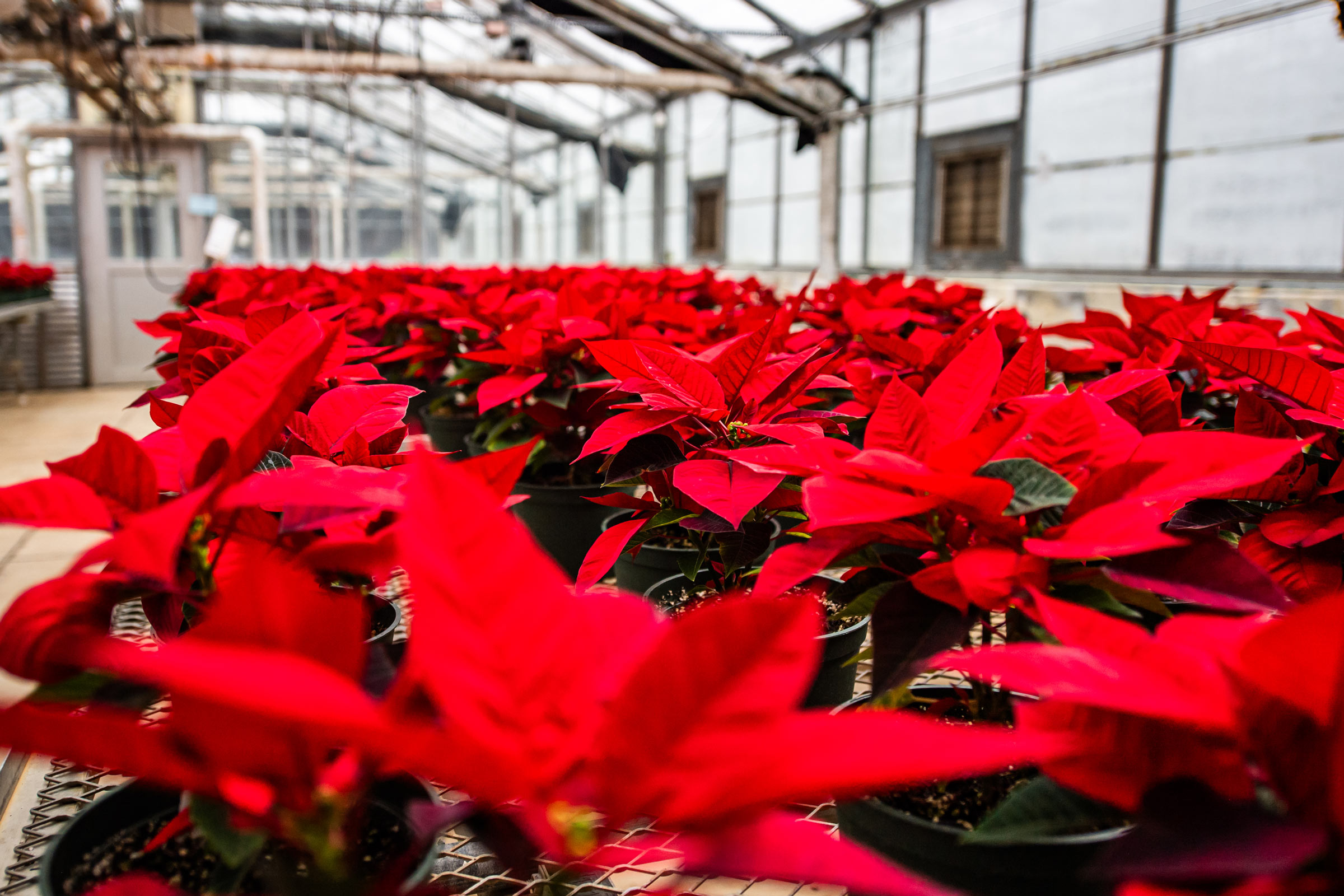 Rich red poinsettias fill Dorman Hall's greenhouse for MSU Horticulture Club's annual holiday poinsettia sale [Friday, Dec 5]. The traditional fundraiser brings support to the club while also spreading potted cheer with family and friends.