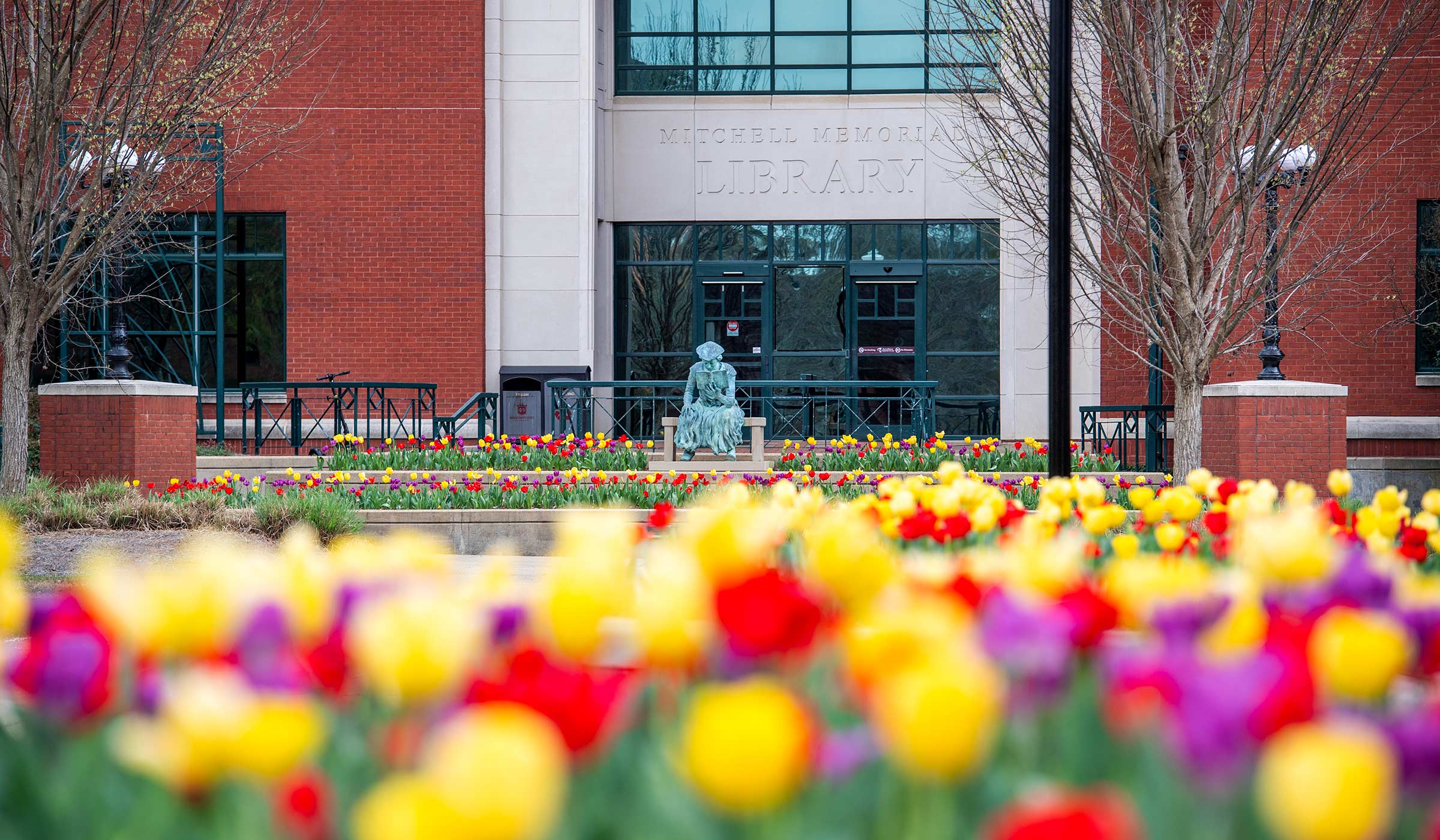 Purple, yellow and red tulips bloom around Mississippi State’s “The Scholar” statue in front of Mitchell Memorial Library. 