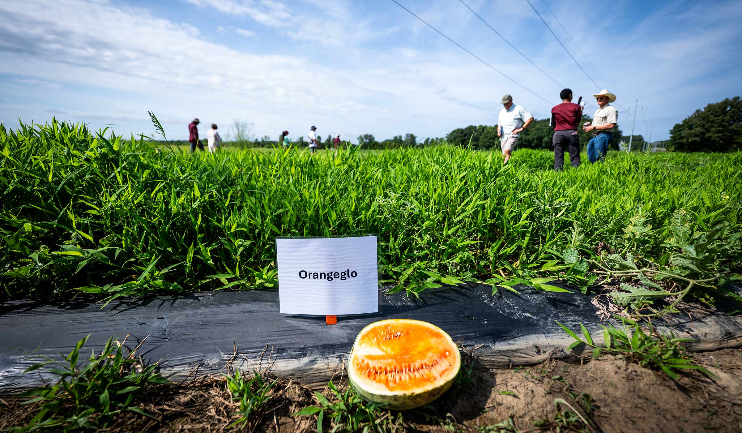 Participants of Watermelon Field Day observe different types of melons in a field at North Farm.