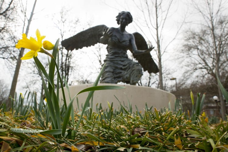 Daffodils at the Chapel