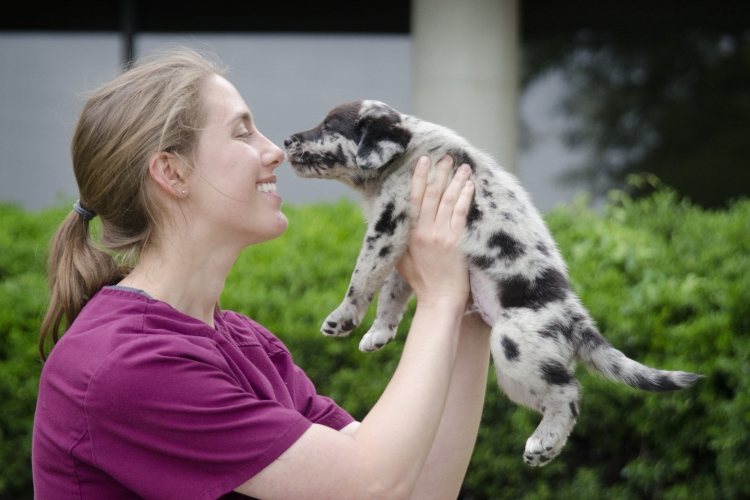 Homeward Bound puppy play at CVM