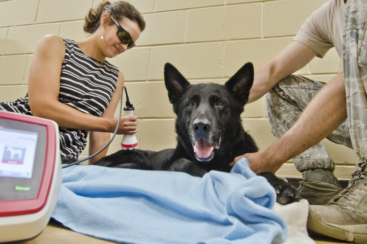 CVM Vets for Vets Program treats retired military dogs