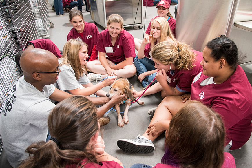 Vet Campers Examine Dog