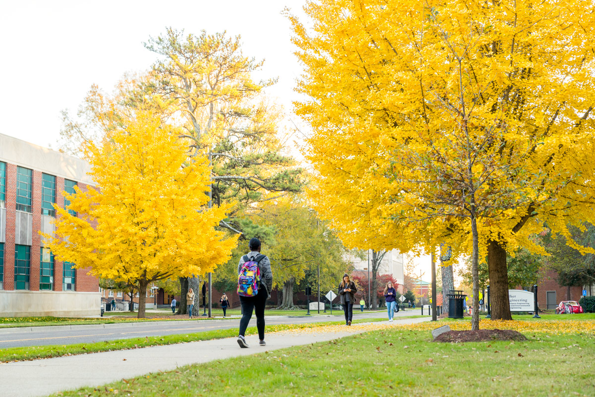 The fall leaves of Engineering Row gingkos frame students walking on sidewalk.