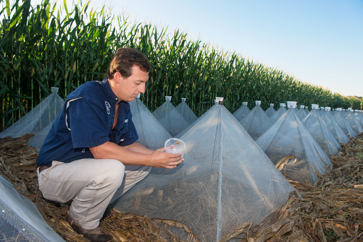 Student in blue shirt and khaki pants kneels in between steel pyramid structures to collect moths near a corn field.