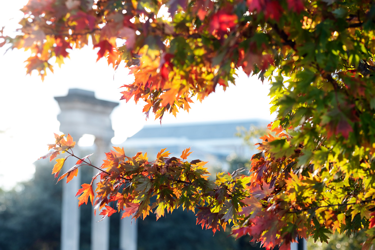 Fall maple leaves ranging from red to green frame the foreground with the Cobb Institute pillars in the background.