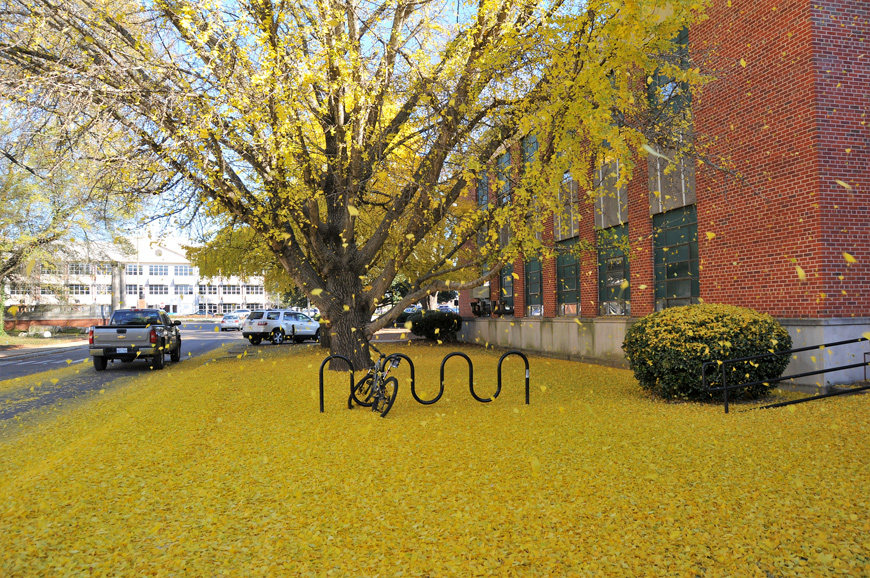 Yellow leaves fall off of a large ginko tree and coat the ground next to Patterson Hall on the Starkville campus