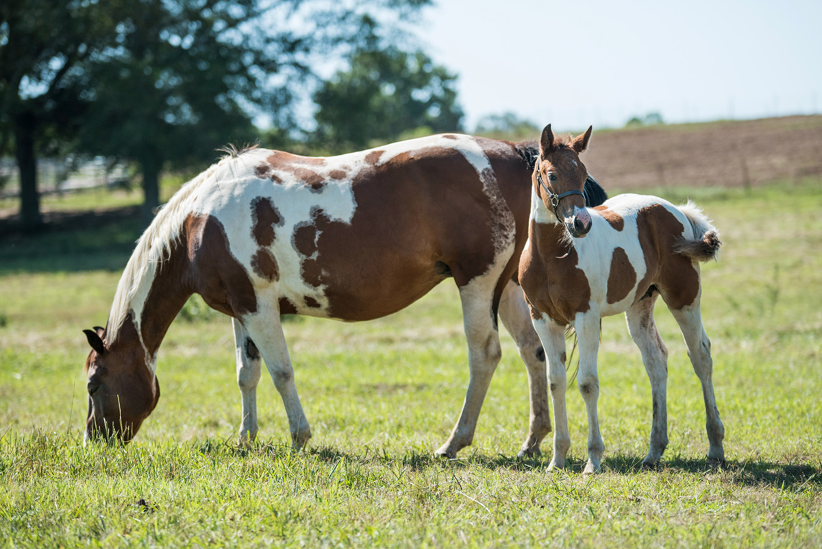 Foal and mother grazing in a green pasture on South Farm.