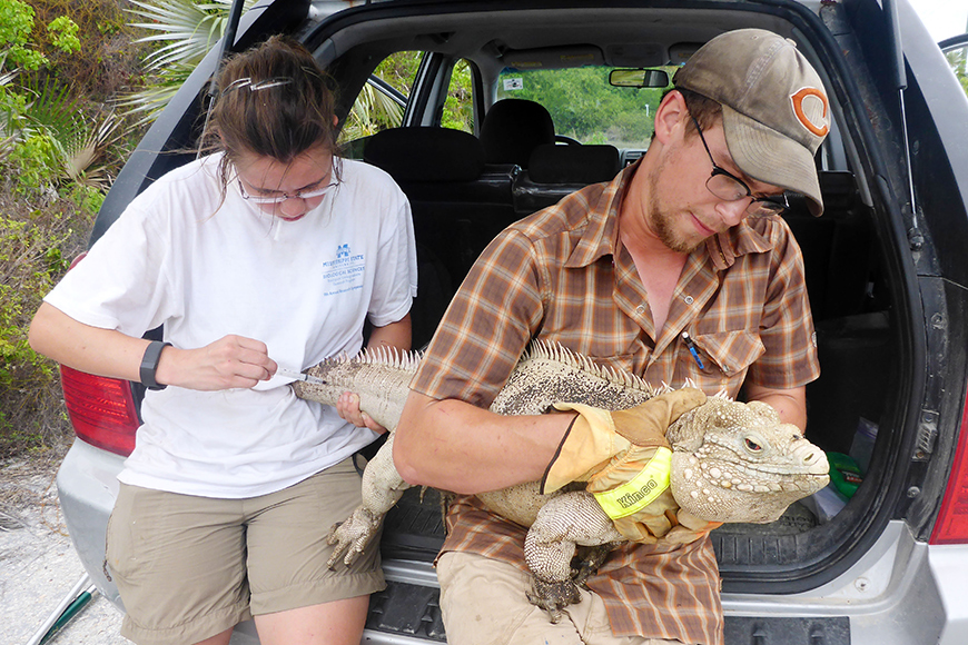 Cayman Islands Iguana Research (Photo by Tanja Laaser)