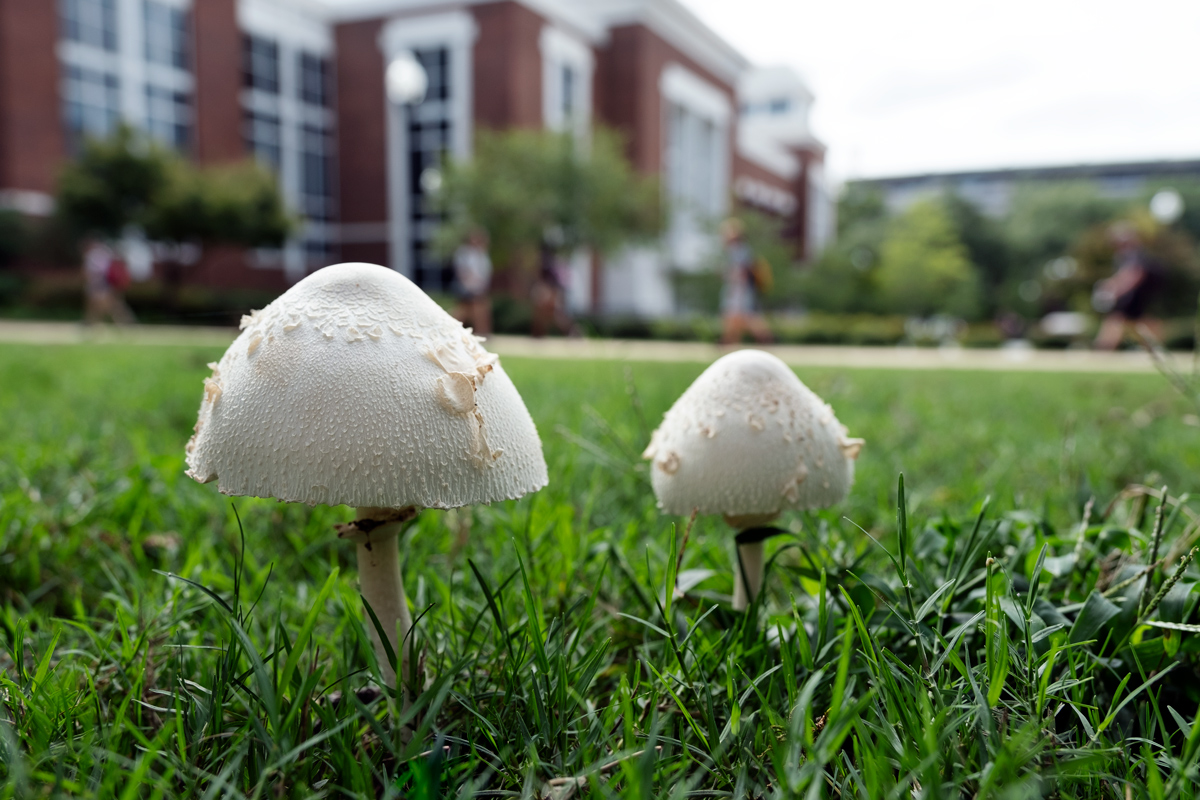 Mushroom caps photographed from grass level, with Colvard Student Union in background.