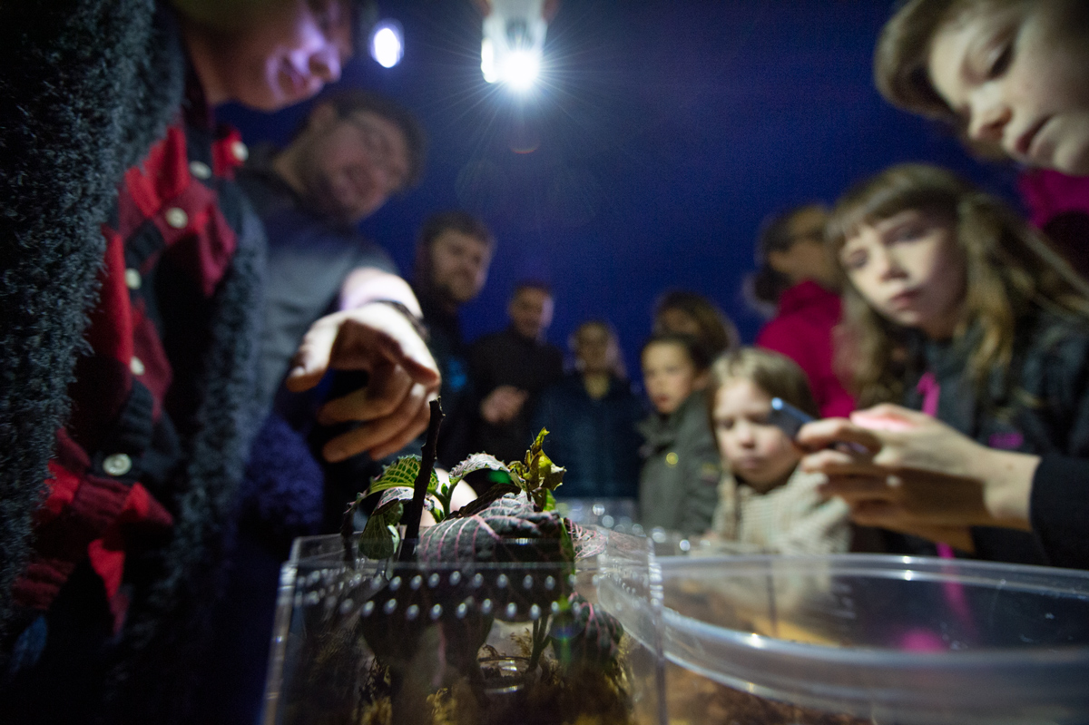 A crowd of Science night attendees look in wonder at a ghost mantis on display as part of the Bug Blues Entomology display.