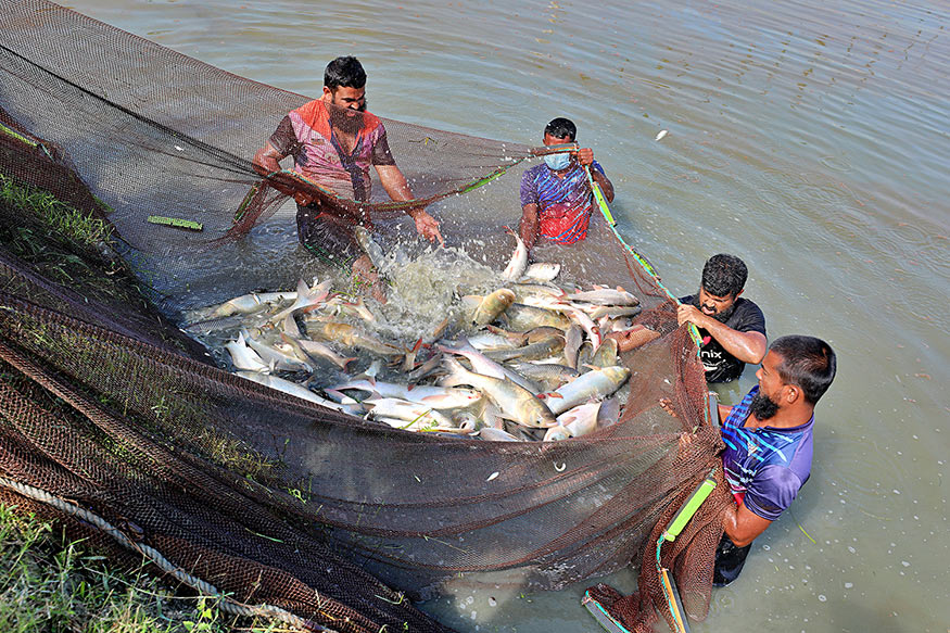 Four men standing in water collect fish in a large net.