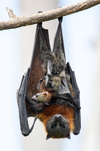 Black flying fox with a pup. (Photo by Manuel Ruiz-Aravena)