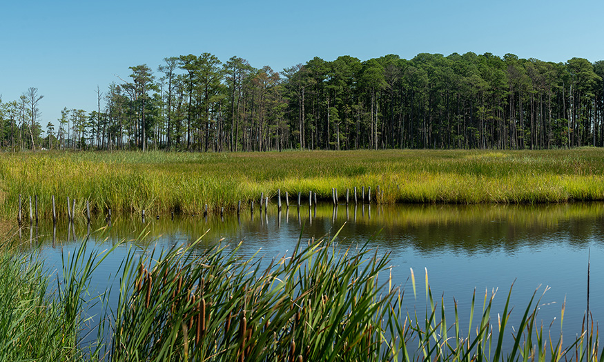 Stock image of coastal wetlands