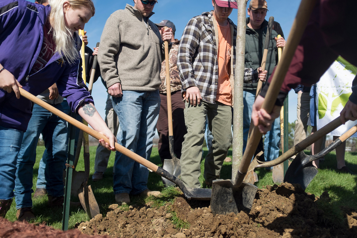 Recipients of the Waldorf Endowed Scholarship at Mississippi State (top) and members of the Society of American Foresters were among students who planted three October Glory Red Maple trees Feb. 10 during the university’s Arbor Day celebration. (Photos by Robert Lewis)