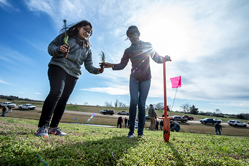 Two women plant pine seedlings in a grassy area with a roadway in the background.