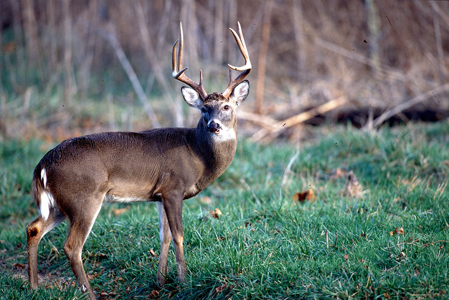 A white-tailed buck outside