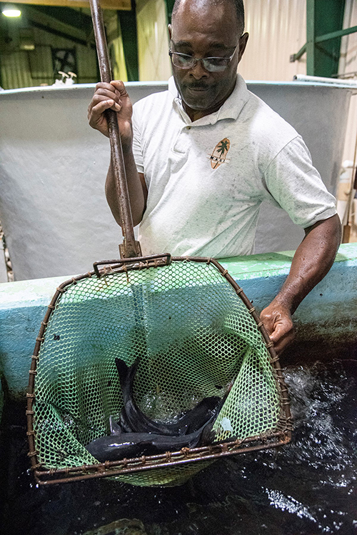 Troy Lindsey, a research technician at Mississippi State’s South Farm Aquaculture and Aquatic Science Facility, examines fish at the research facility. In part because of MSU’s expertise on fish health and production issues, the university will partner with USAID to lead the Feed the Future Innovation Lab on Fish. (Photo by Tom Thompson)