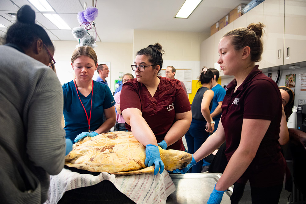 MSU staff and students work on a loggerhead sea turtles treatment