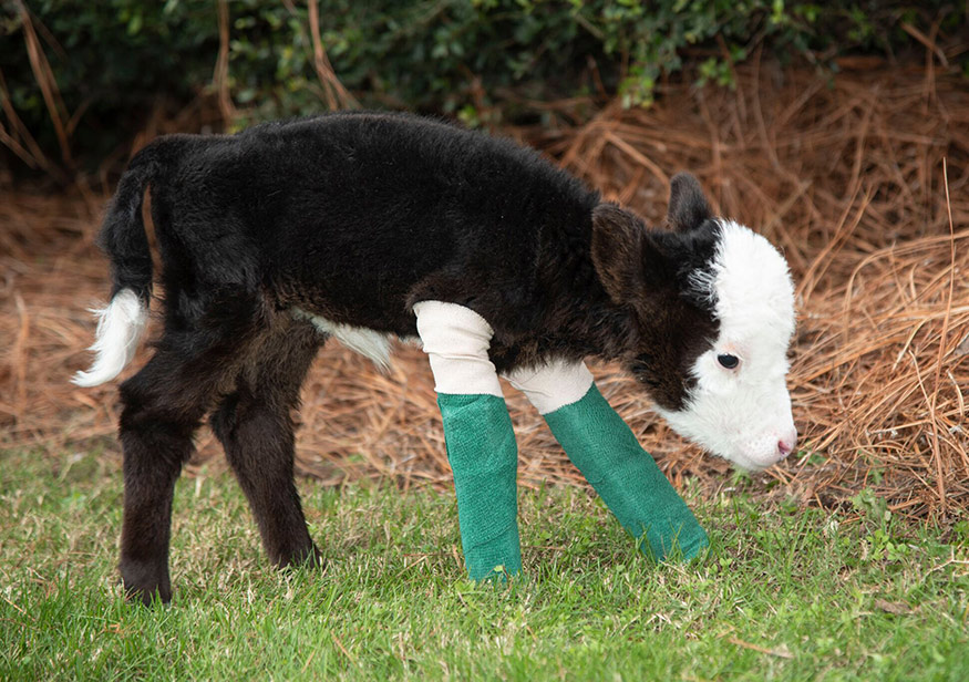 A very small calf known as “Lil’ Bill” is receiving special care from a team of bovine experts at Mississippi State’s College of Veterinary Medicine. Born about a month premature, he is thought to be the world’s smallest bull, weighing in at a mere 7.9 pounds when he arrived on campus in early November. (Photo by Tom Thompson)