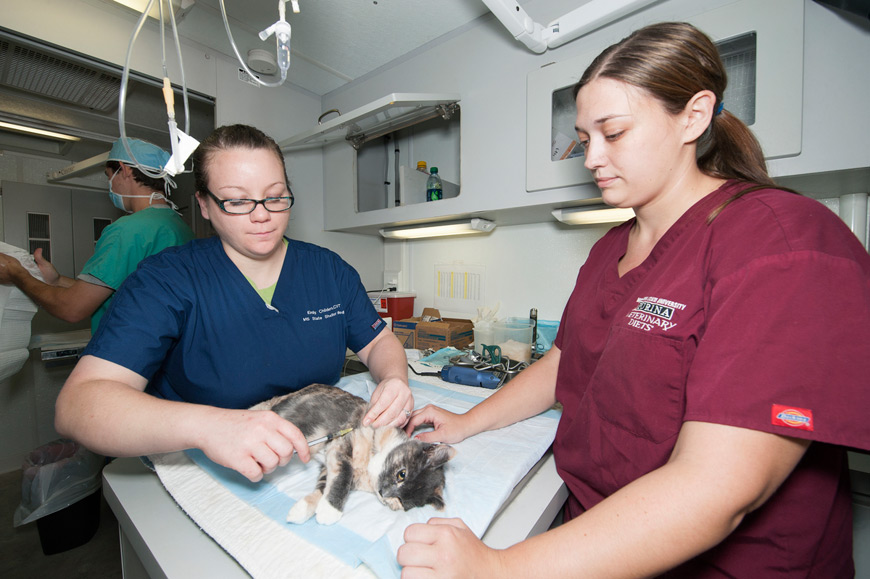 Emily Childers, left, a certified veterinary technician who accompanies Mississippi State veterinary students and their professors to area animal shelters, prepares a cat for surgery. In this 2012 photo, third-year CVM student Tori Hall of Newtown, Ohio, assists in the Mobile Veterinary Unit when the team traveled to help animals at the West Point-Clay County Animal Shelter. (Photo by Beth Wynn)