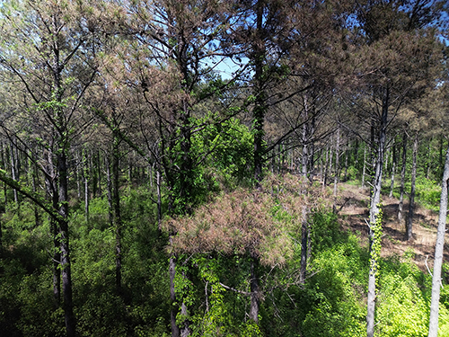 Pictured is pine blight in a Mississippi forest (Submitted photo) 