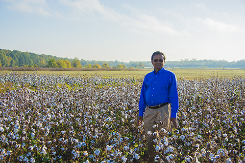 K. Raja Reddy stands in a cotton field.