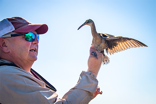 Mark Woodrey with a banded Clapper Rail 