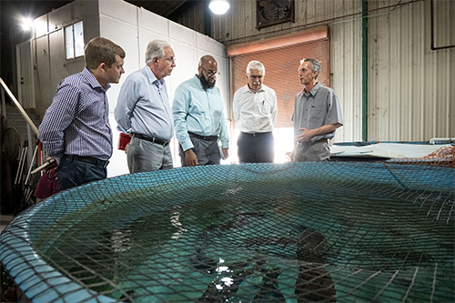 Peter Allen, a professor in MSU’s Department of Wildlife, Fisheries and Aquaculture and the Fish Innovation Lab aquaculture advisor, showcases the MSU South Farm Aquaculture Facility alongside Fish Innovation Lab Deputy Director Stephen Reichley to esteemed guests. Pictured from left, Reichley, Special Representative of the Director-General at FAO Daniel Gustafson, USAID Agricultural Development Officer Tyrell Kahan, USAID Chief Scientist Robert Bertram, and Allen."