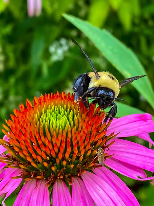 A bumblebee sits atop a red and pink coneflower