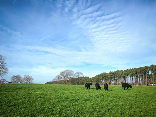 Cattle graze cover crops at the MAFES Coastal Plain Branch Experiment Station. 
