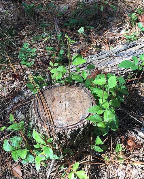 Sprouts from cut hardwoods provide attractive nutrients for white-tailed deer. (Photo submitted/Courtesy Don Chance)