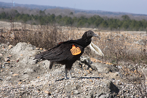A vulture with a bright orange tag stands on the ground