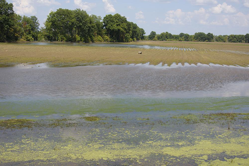 A flooded field in the Mississippi Delta is pictured.
